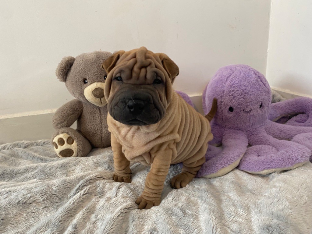 Des Bijoux Bleus - Chiot disponible  - Shar Pei