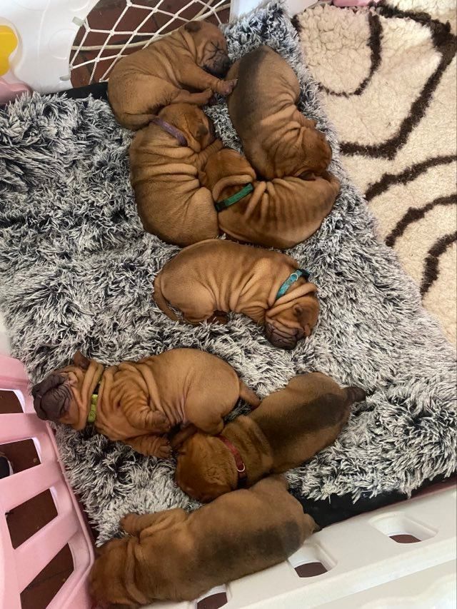 chiot Shar Pei Des Bijoux Bleus