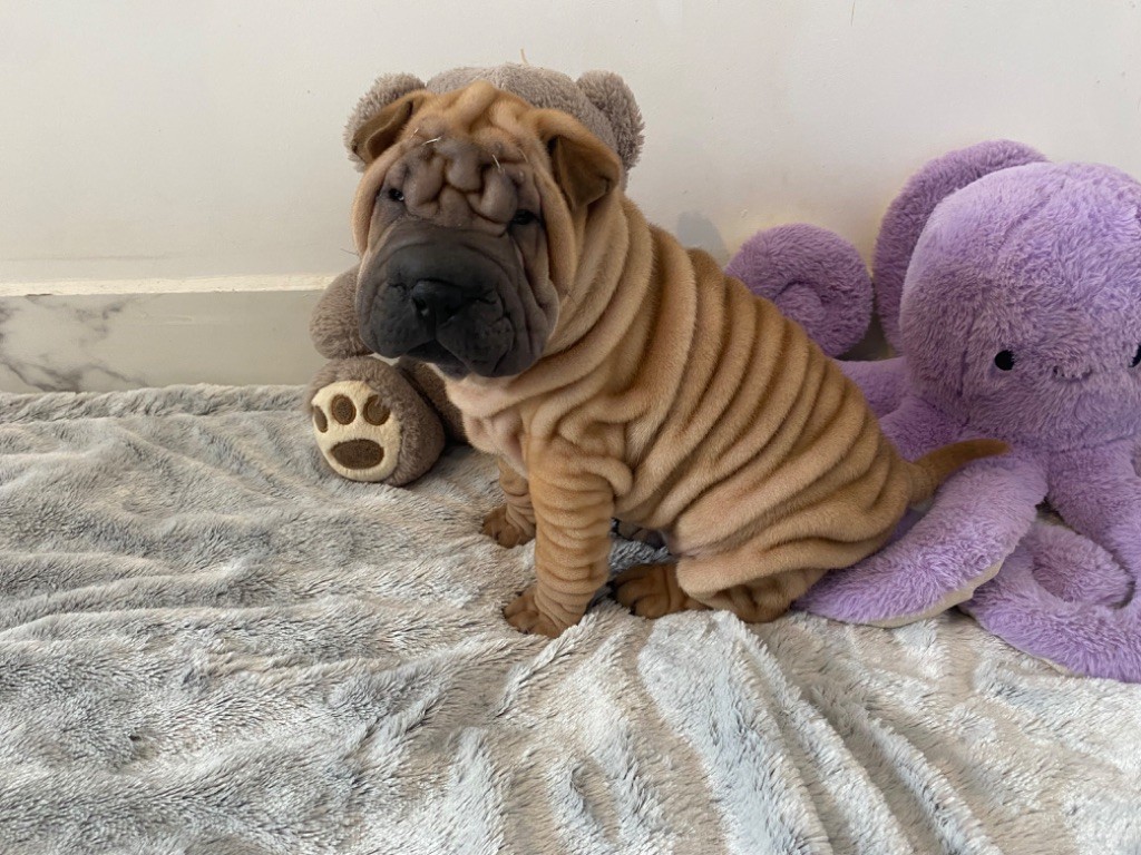 Des Bijoux Bleus - Chiot disponible  - Shar Pei