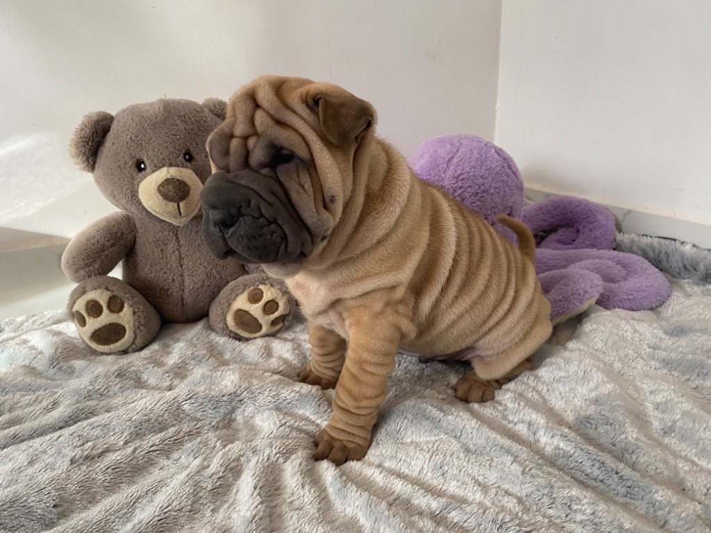 Des Bijoux Bleus - Chiot disponible  - Shar Pei