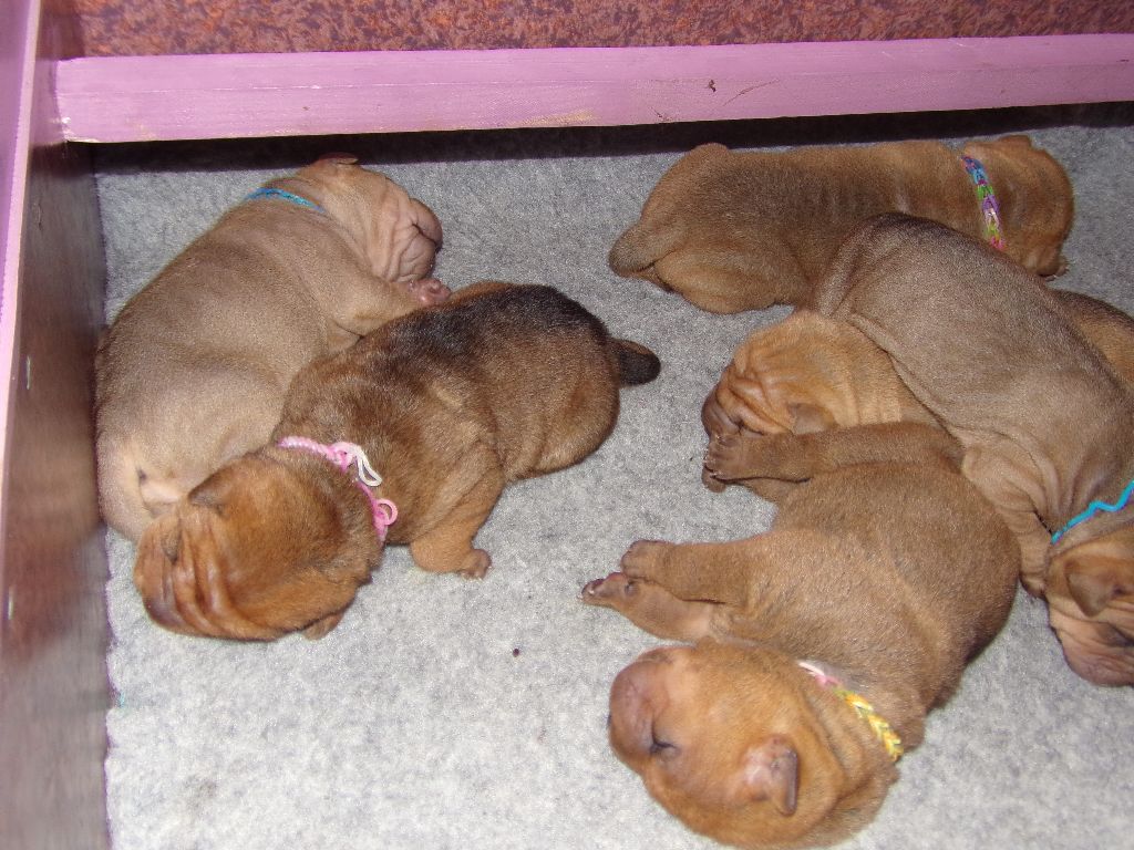 Des Bijoux Bleus - Shar Pei - Portée née le 07/09/2017