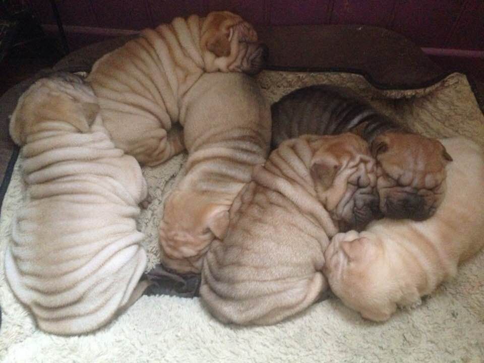 Des Bijoux Bleus - Shar Pei - Portée née le 21/12/2018