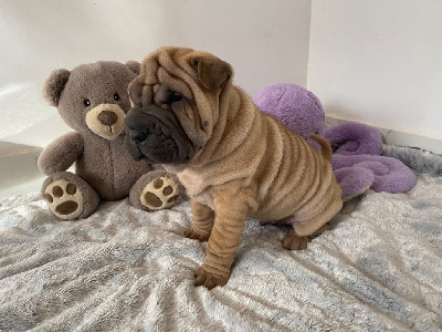 CHIOT 1