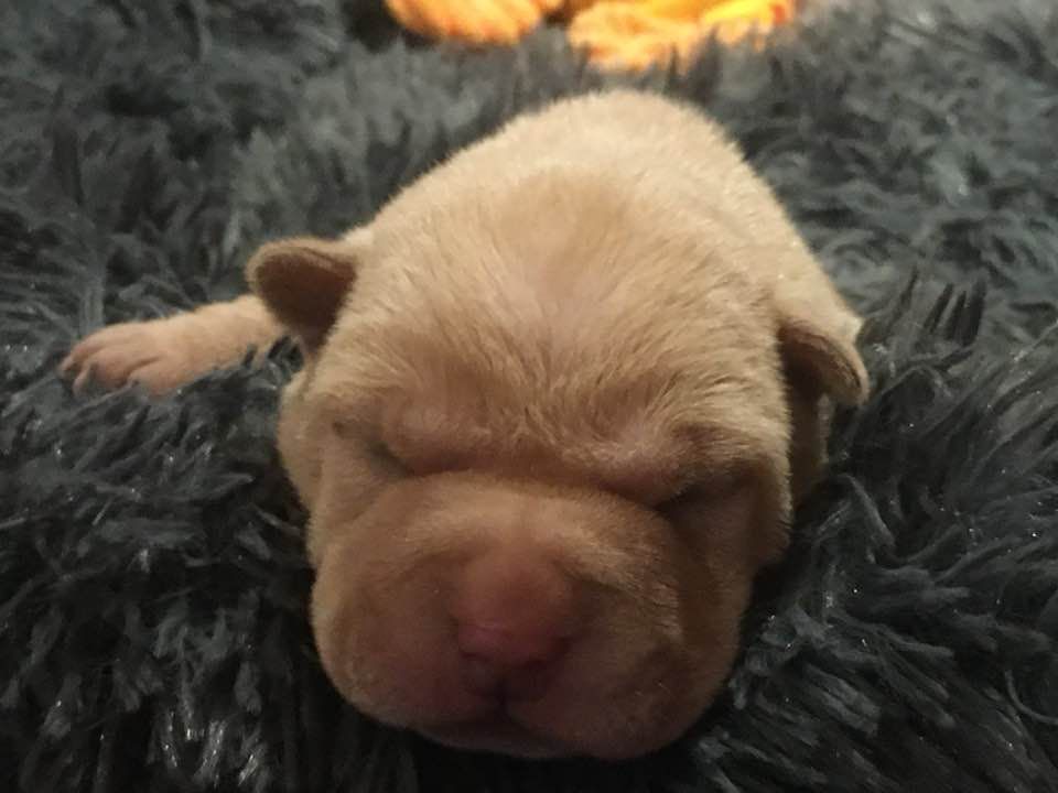 Des Bijoux Bleus - Shar Pei - Portée née le 23/10/2020