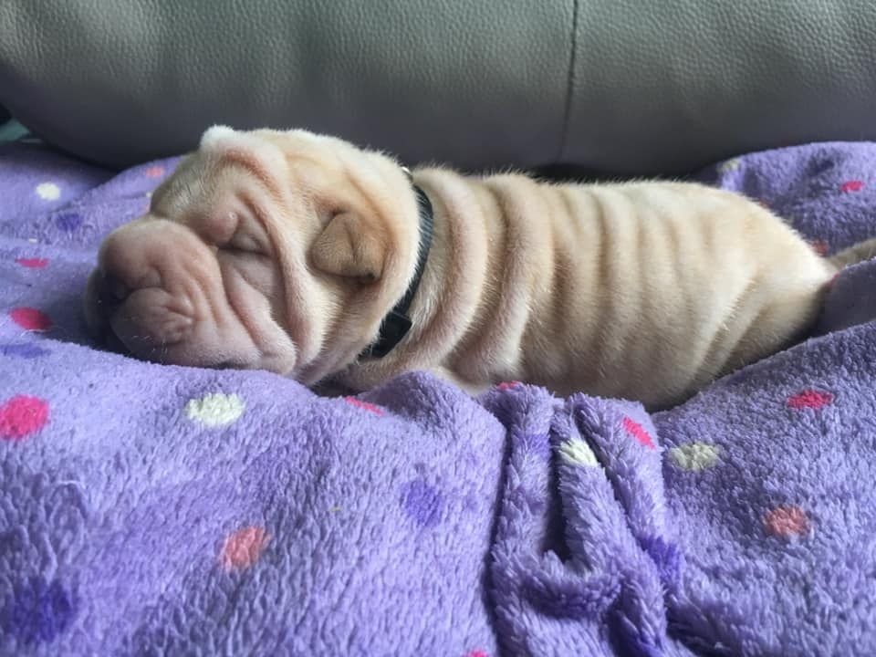 Des Bijoux Bleus - Shar Pei - Portée née le 06/06/2021